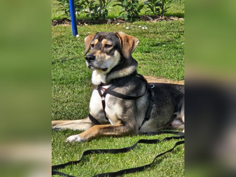 Monti – Unser verschmuster Jungspund sucht ein liebevolles Zuhause!