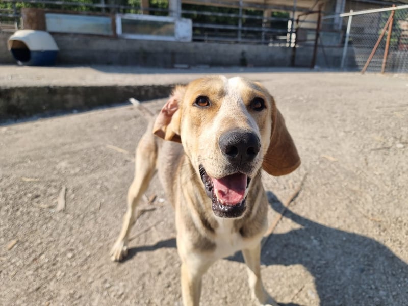 Paddy – junger Schatz sucht sein Für-Immer-Zuhause!