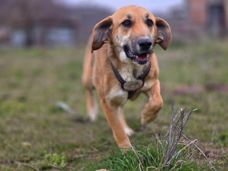 Eda- verspielte Riesin