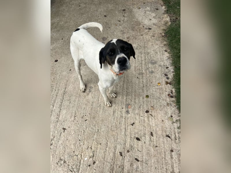 Lotte – Lebensfrohes Pointermädchen sucht aktive Familie!