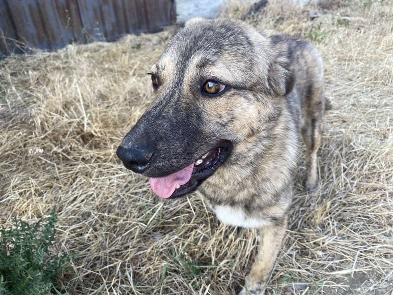 Leo - ein neugieriger Entdecker sucht seine Familie