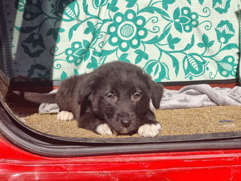 Ash sucht seine Menschen