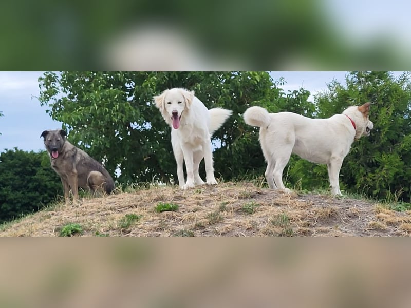 Lucy – eine starke Hündin, die endlich die richtigen Menschen sucht