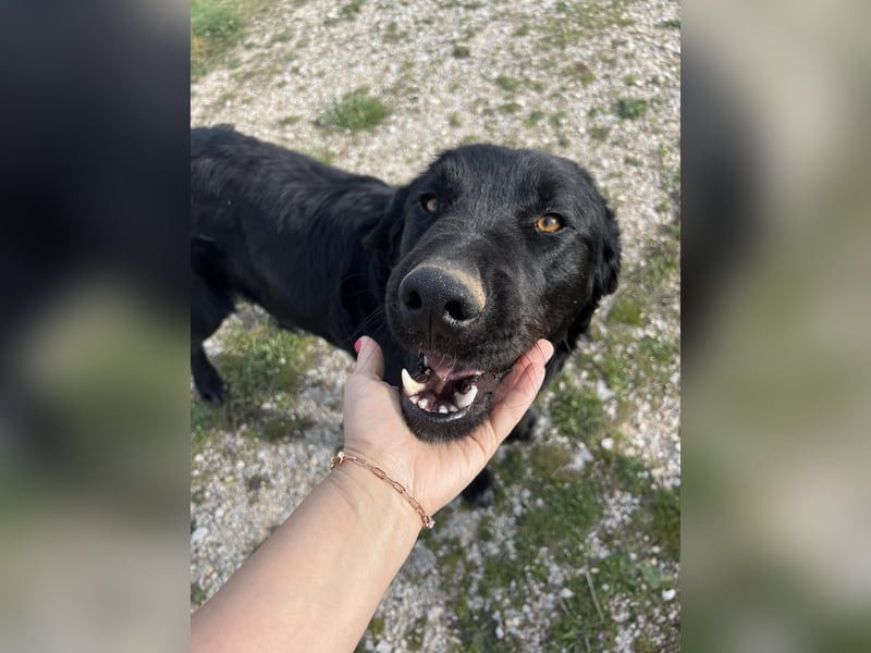 Arnie – Ein treuer Freund wartet auf sein Zuhause!