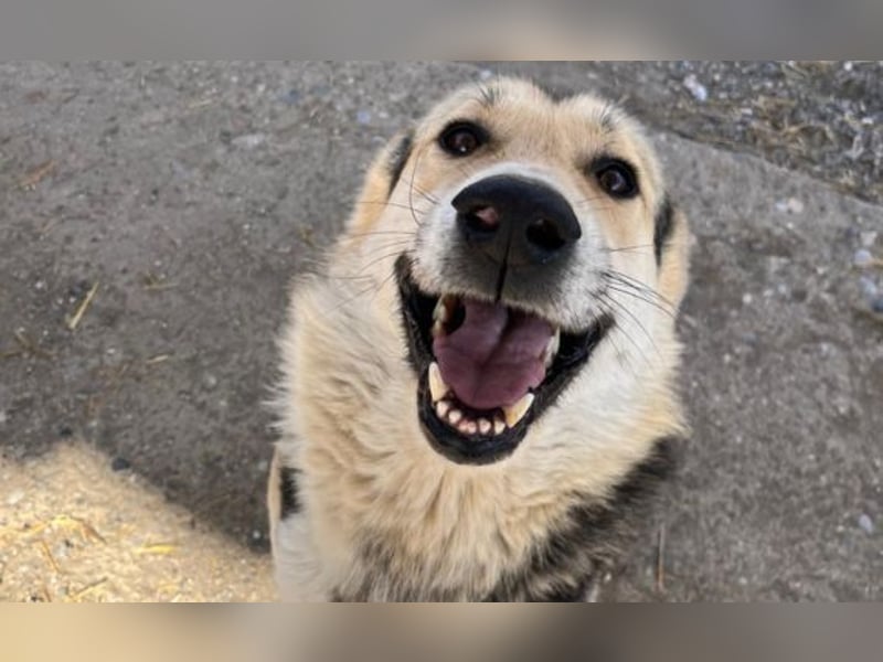 Steve - ein wahrlicher Herzbube