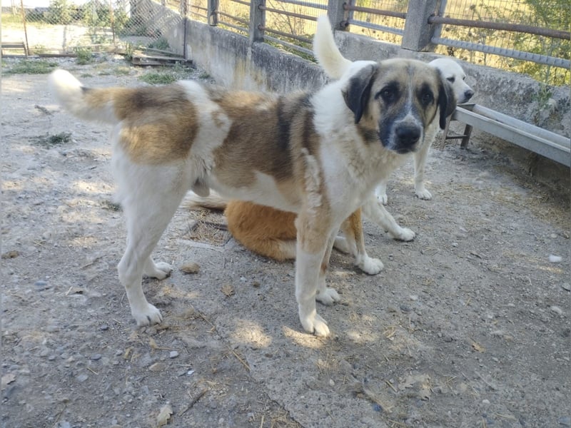 Buck- loyaler Bub wartet auf Dich!