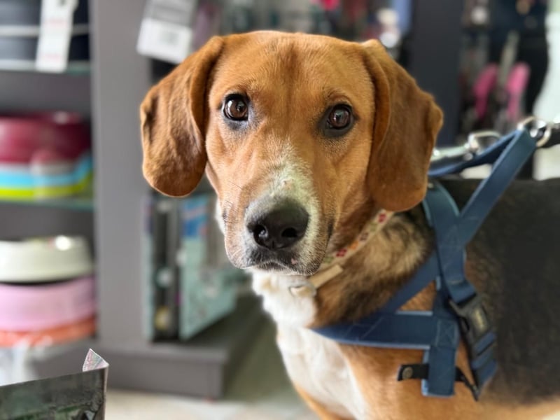 Ion – Laufhund sucht aktive Menschen