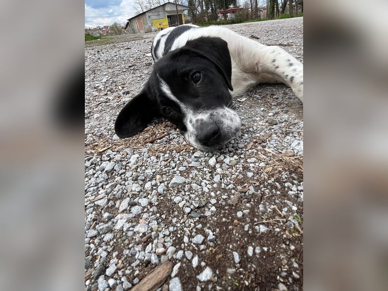 Porthos - ein fröhlicher kleiner Sonnenschein