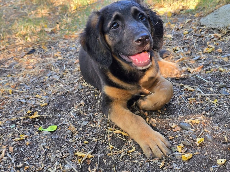 Frieda - bereit für den Start in ein glückliches Hundeleben