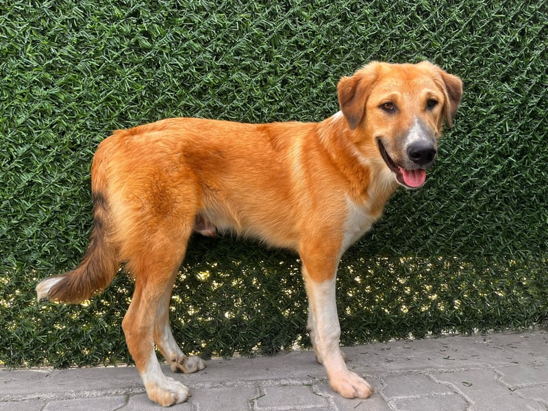 Pascha – ein verspielter Genießer sucht sein Für-immer-Zuhause!