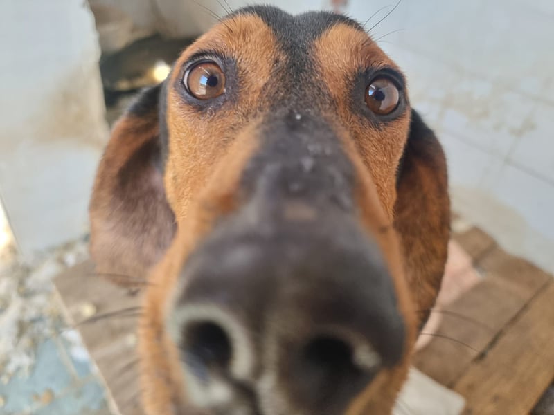 Carlo - ein sanftes Herz sucht sein Glück