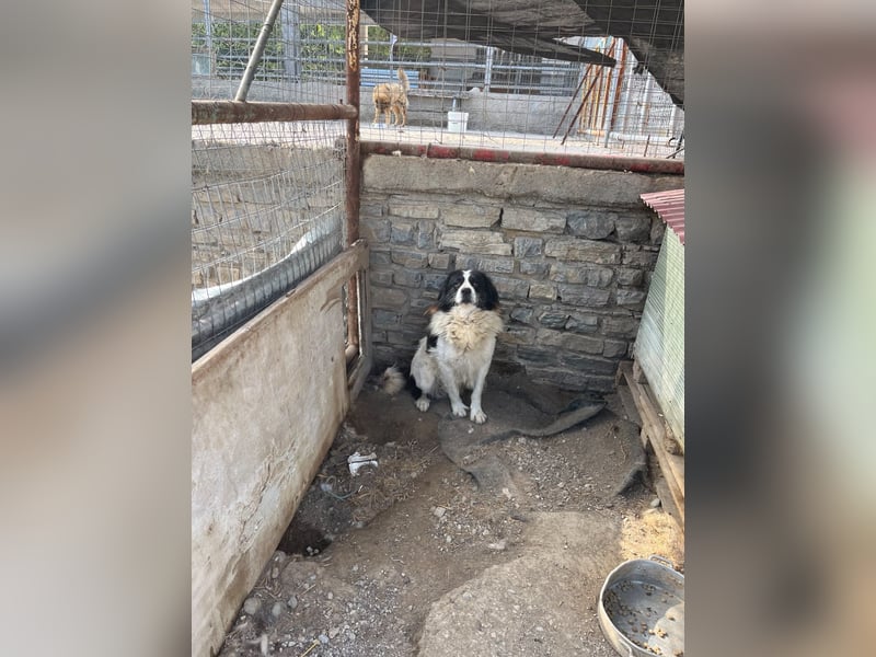 Hugo - gute Laune auf vier Pfoten