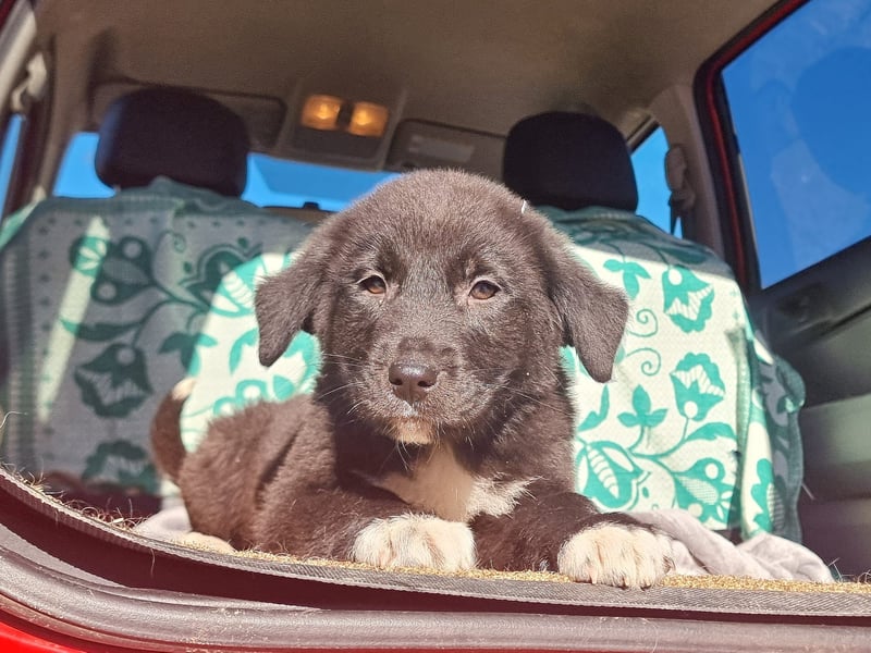 Ash sucht seine Menschen