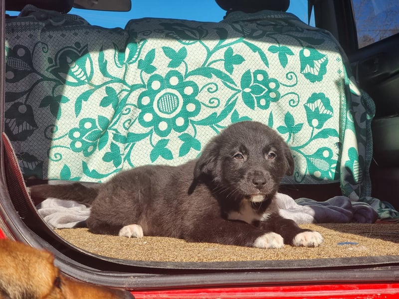 Ash sucht seine Menschen