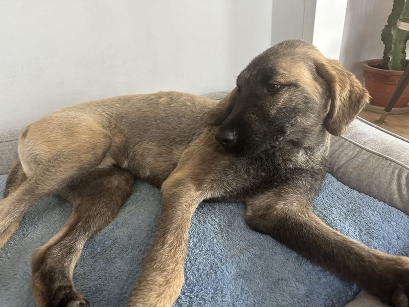 Samson - sanfter Herzenshund sucht sein Zuhause