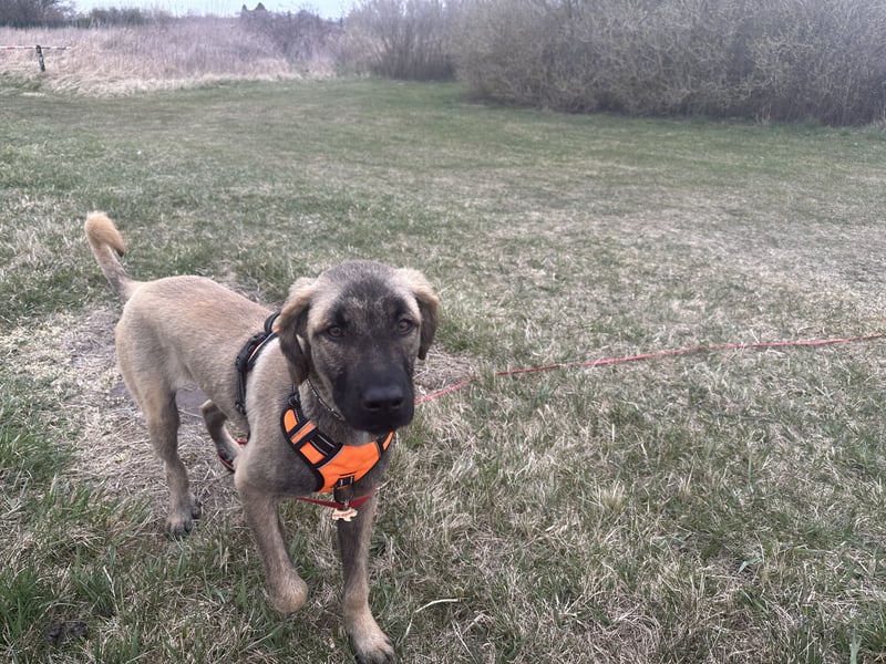 Samson - sanfter Herzenshund sucht sein Zuhause