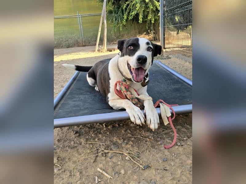 Oca – treue Schmusehündin mit großem Herzen