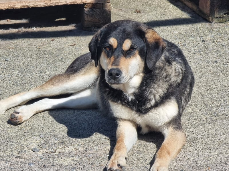 Lola – eine sensible Husky-Mix-Dame auf der Suche nach ihrem Menschen