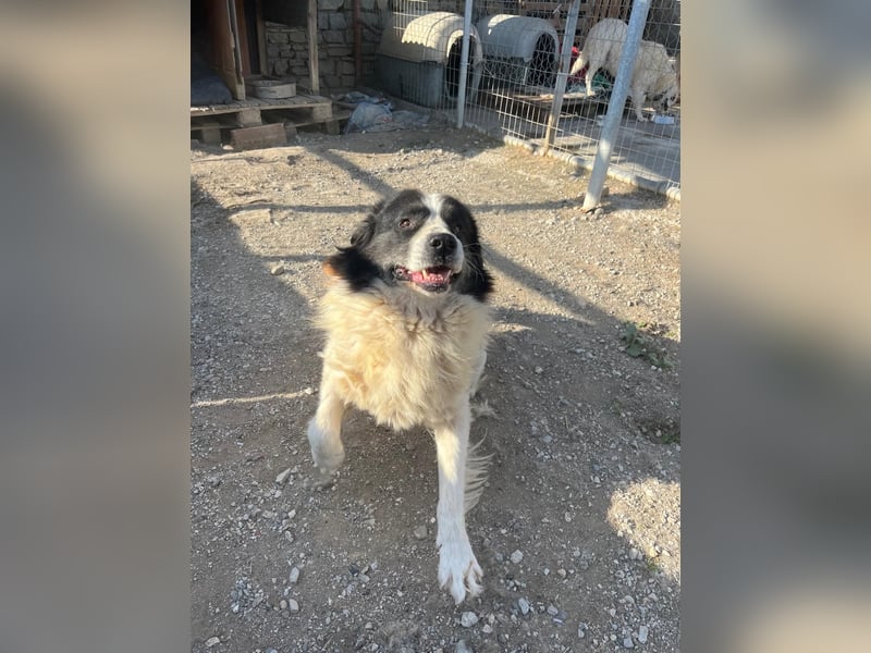 Hugo - gute Laune auf vier Pfoten