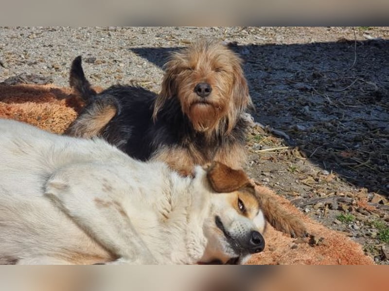 Toffee – Lebhafte Hundedame sucht ein Zuhause, das ihr gerecht wird!