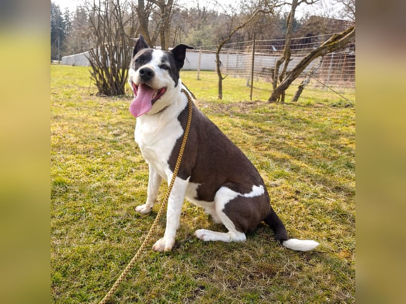 Oca – treue Schmusehündin mit großem Herzen