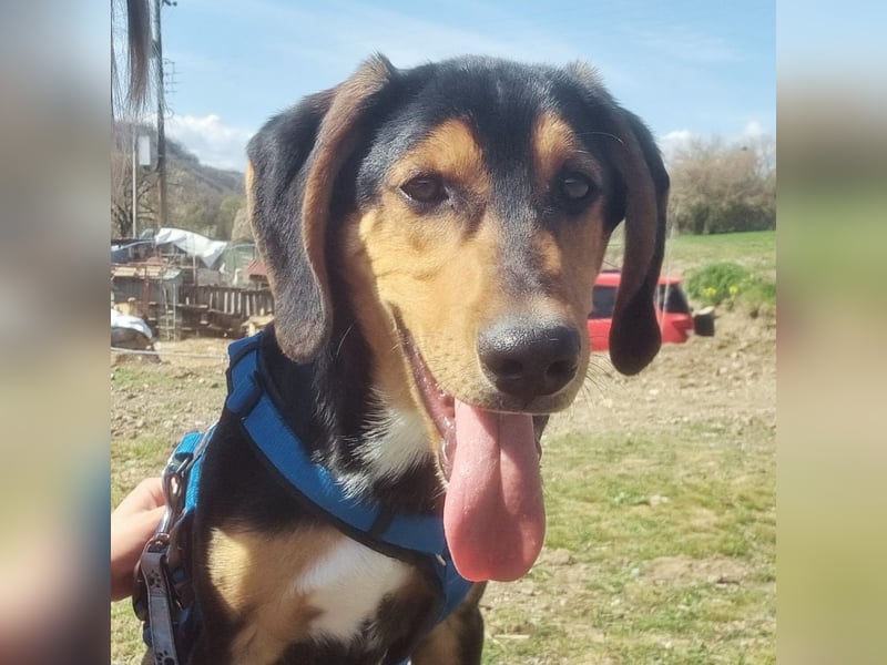Cupcake  aus einem kleinen Kämpfer ist ein schöner junger Hund geworden