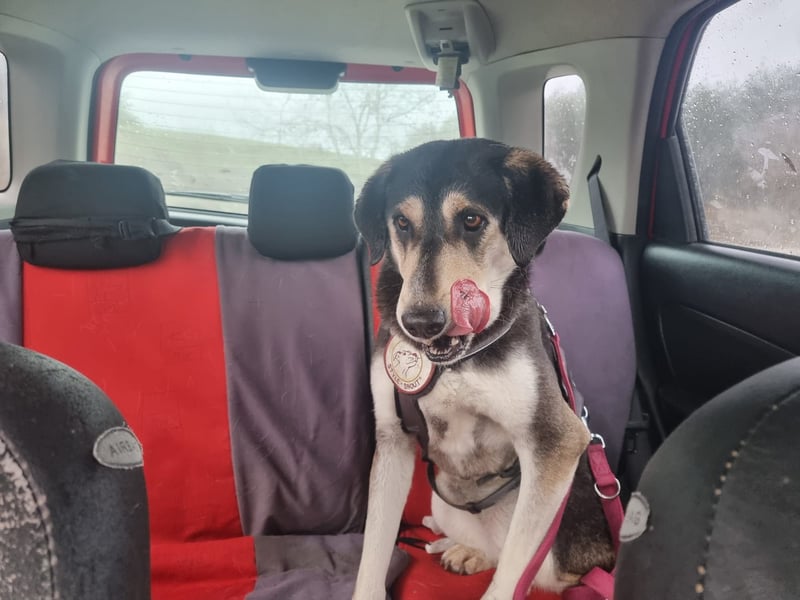 Trudi - eine liebevolle Husky-Mix-Dame mit einem sanften Wesen