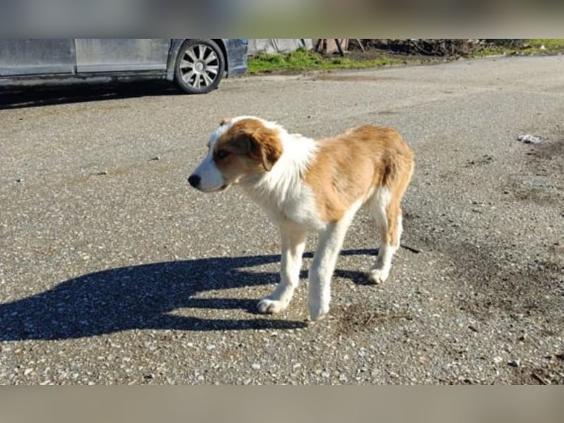 Nelly – ein kleiner Schatz auf der Suche nach Liebe