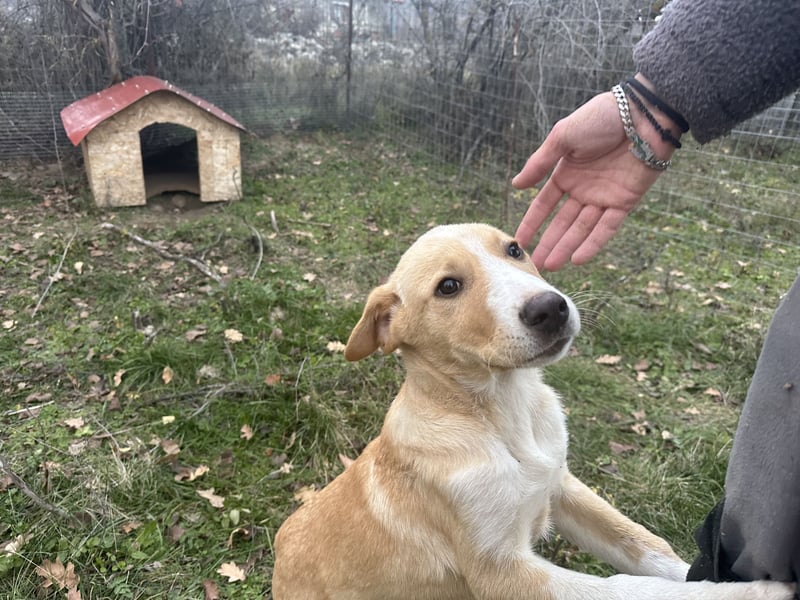 Niko – ein lebensfroher Herzenshund auf der Suche nach seinem Zuhause