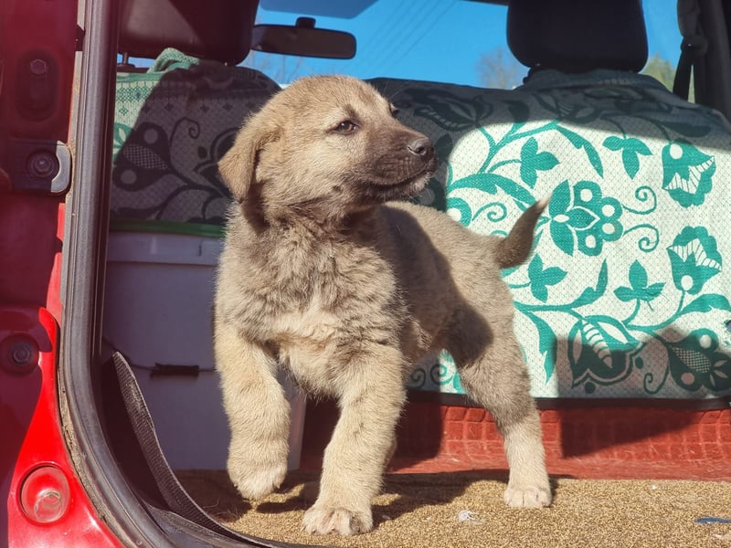 Nick sucht seinen Menschen