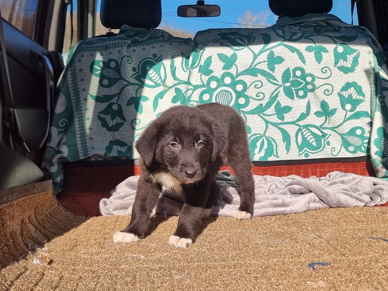 Ash sucht seine Menschen