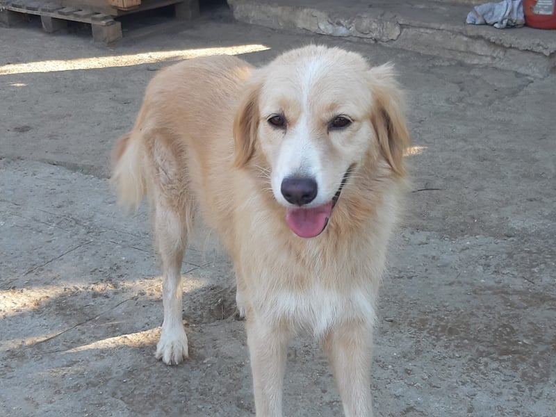 Kitty - Ein Herz voller Mut und Liebe sucht ein Zuhause