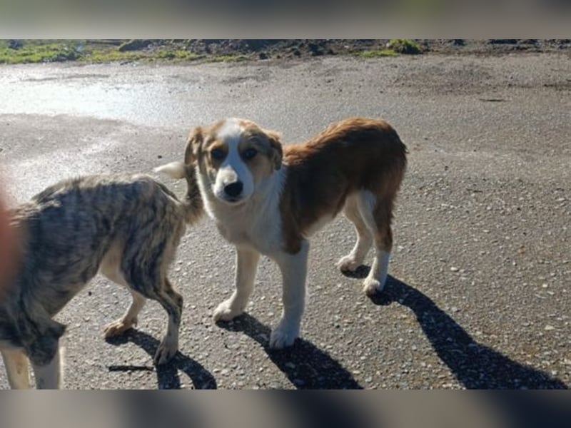 Nelly – ein kleiner Schatz auf der Suche nach Liebe