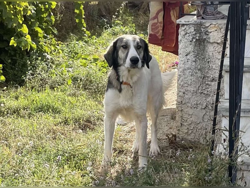 Ophelia -  sanfte Hundedame, sucht ihr Für-immer-Zuhause