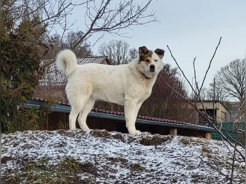 Lucy – eine starke Hündin, die endlich die richtigen Menschen sucht