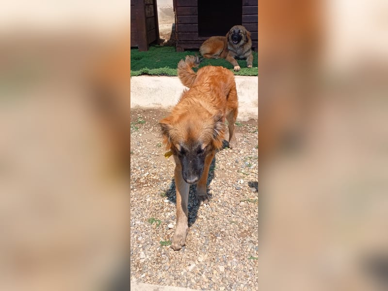 Sami - Ein verspielter Wirbelwind sucht sein Zuhause!