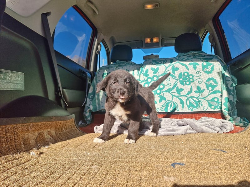 Ash sucht seine Menschen