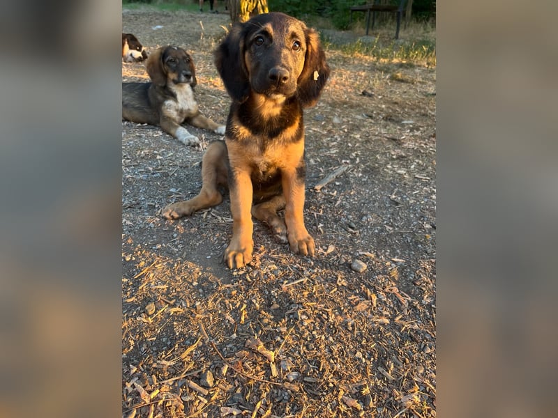 Frieda – bereit für den Start in ein glückliches Hundeleben