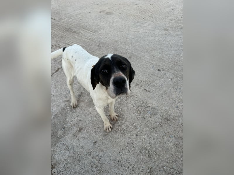 Lotte – Lebensfrohes Pointermädchen sucht aktive Familie!