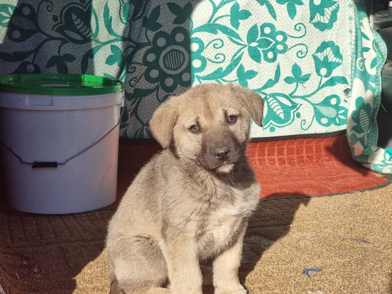 Nick sucht seinen Menschen