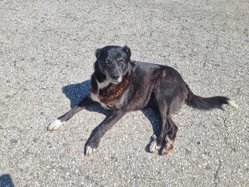 Hedi zeigt - Das Leben ist schön