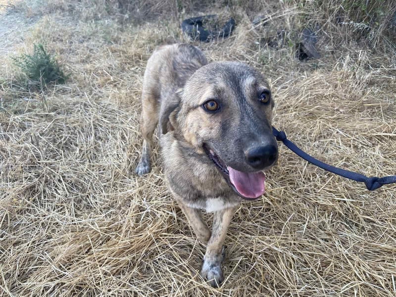Leo - ein neugieriger Entdecker sucht seine Familie