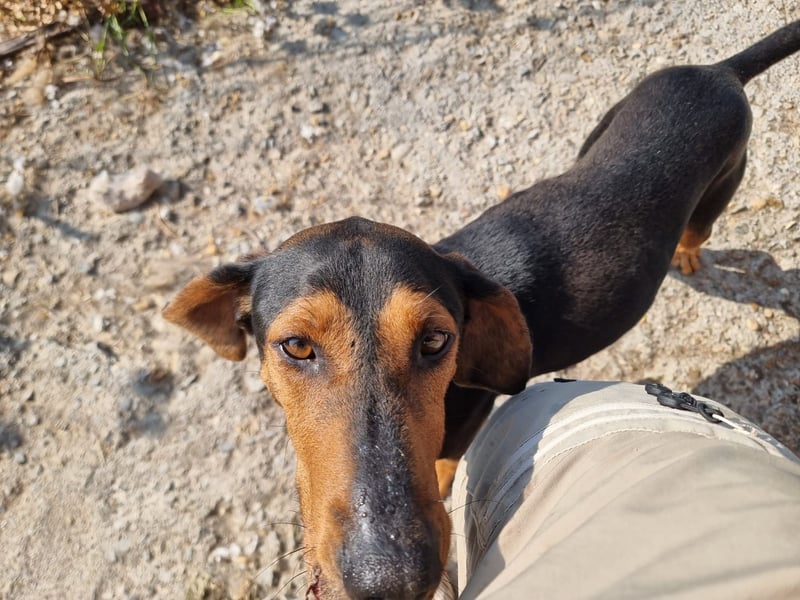 Carlo - ein sanftes Herz sucht sein Glück