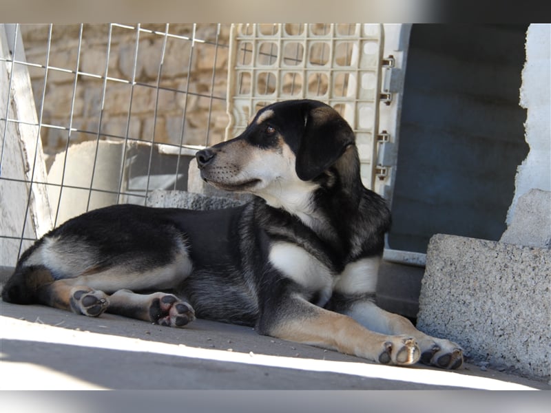 Lola - Alle gute Dinge sind DREI + 1