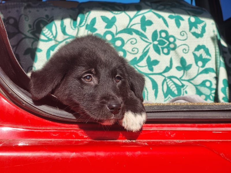 Ash sucht seine Menschen