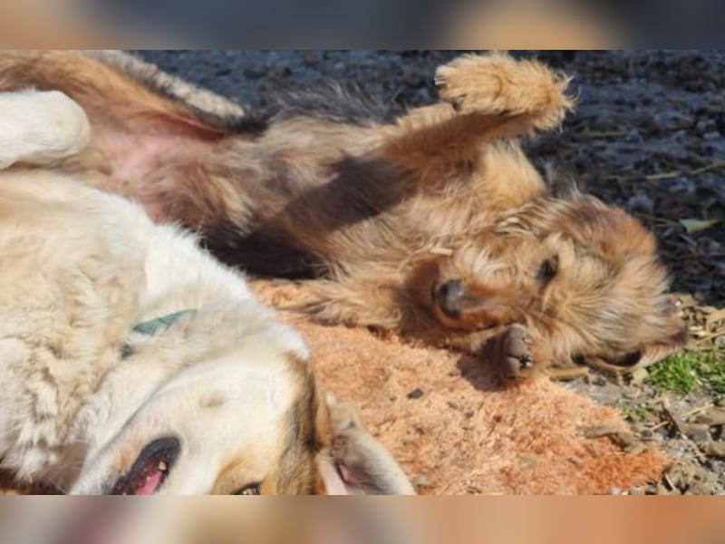 Toffee – Lebhafte Hundedame sucht ein Zuhause, das ihr gerecht wird!