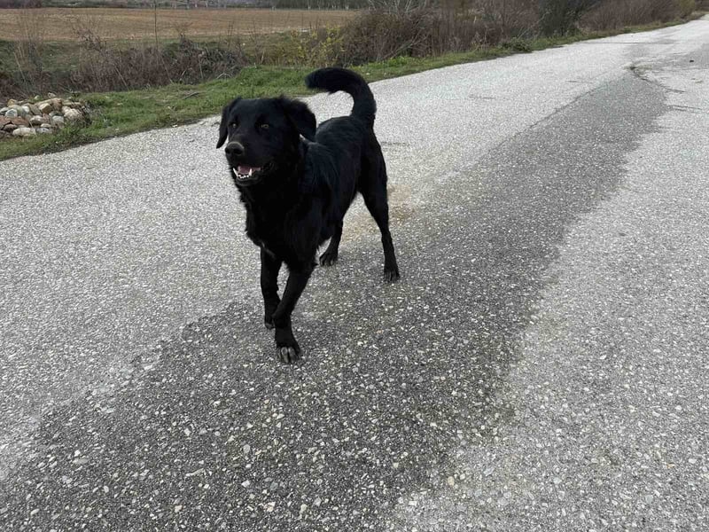 Arnie – Ein treuer Freund wartet auf sein Zuhause!