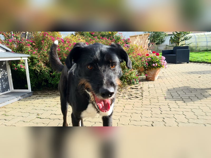 Yaron - ein echter Gentleman mit Schnurrbart und Herz