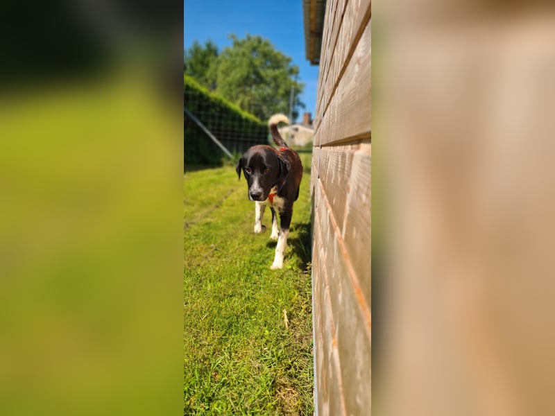 Samu sucht seine Chance – vielleicht bei dir