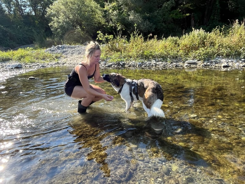 Eva - eine wunderschöne junge Hundedame sucht ihr Happy End